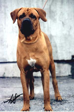 TOSA  JUNIOR  WORLD  WINNER  1998  WORLD  DOG  SHOW